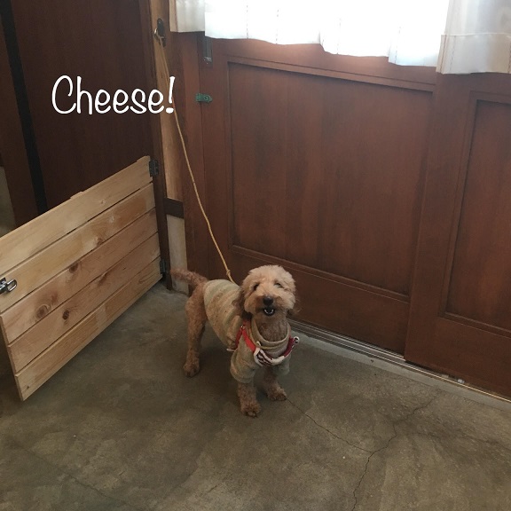 Cheese Cheese