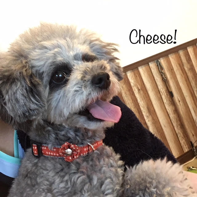 Cheese Cheese