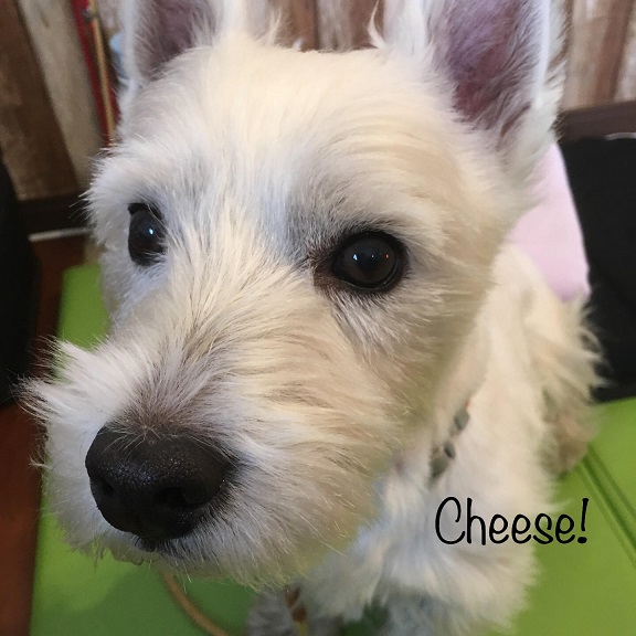 Cheese Cheese