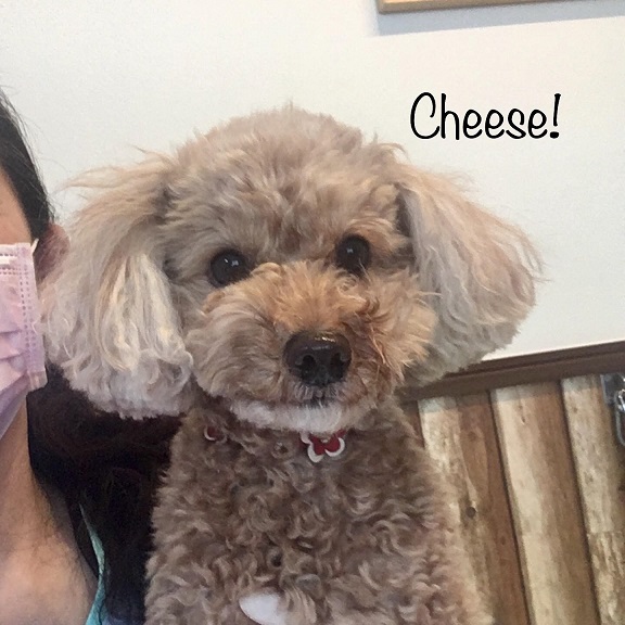 Cheese Cheese