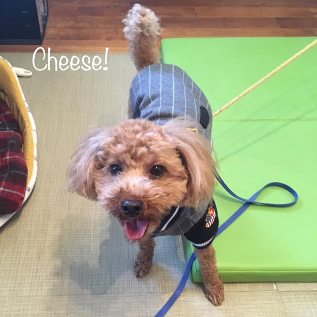 Cheese Cheese