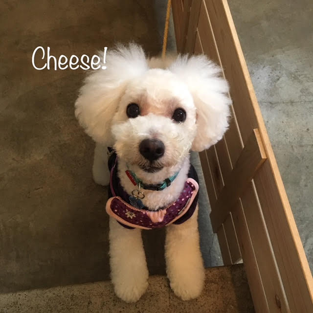Cheese Cheese