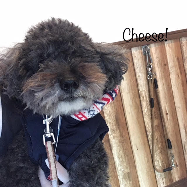Cheese Cheese