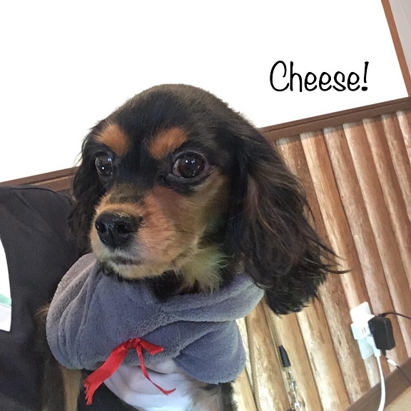 Cheese Cheese