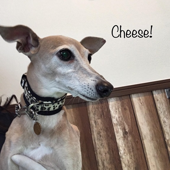 Cheese Cheese