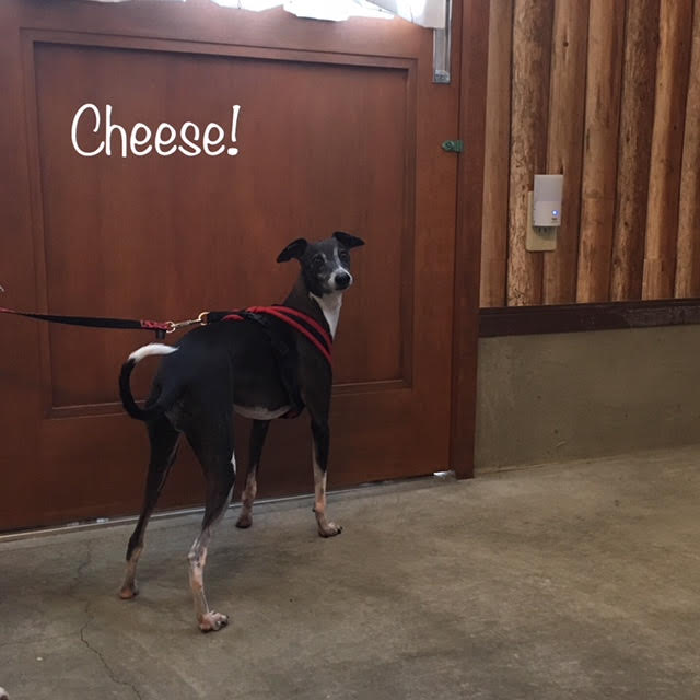 Cheese Cheese