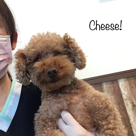 Cheese Cheese