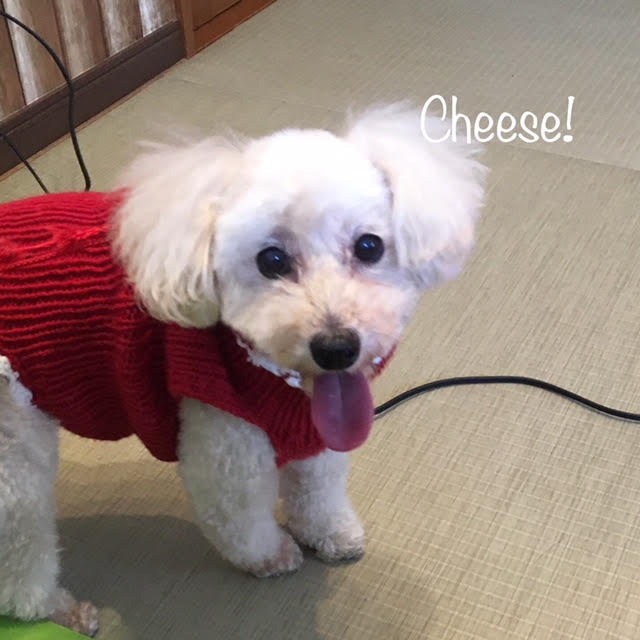 Cheese Cheese