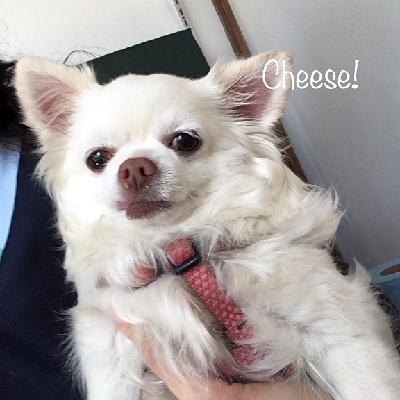 Cheese Cheese