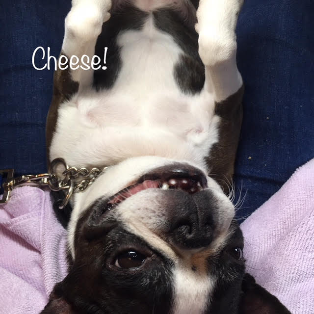 Cheese Cheese