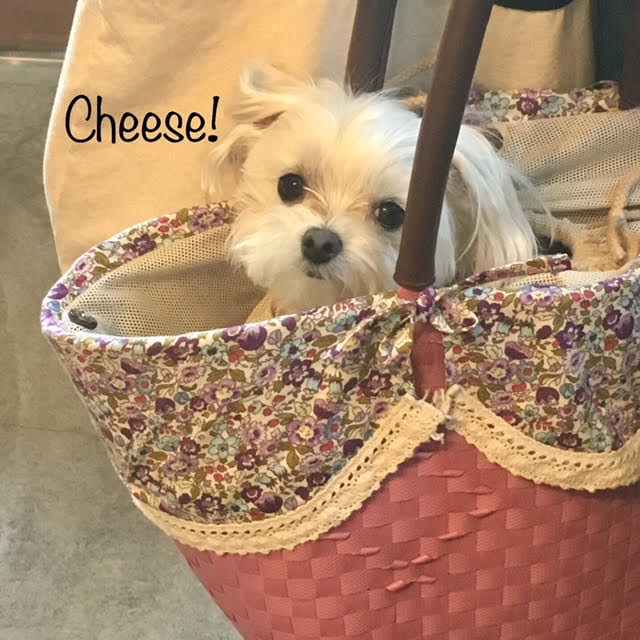 Cheese Cheese