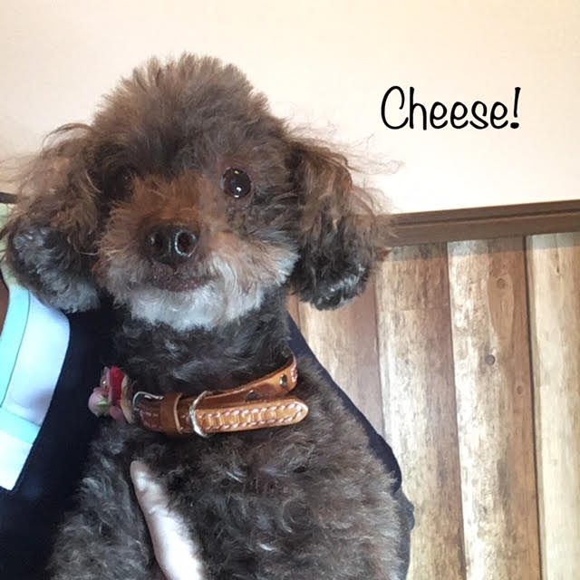 Cheese Cheese