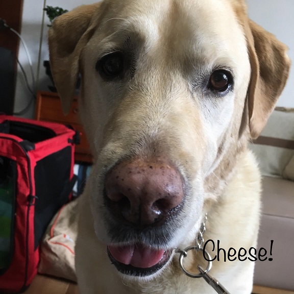 Cheese Cheese