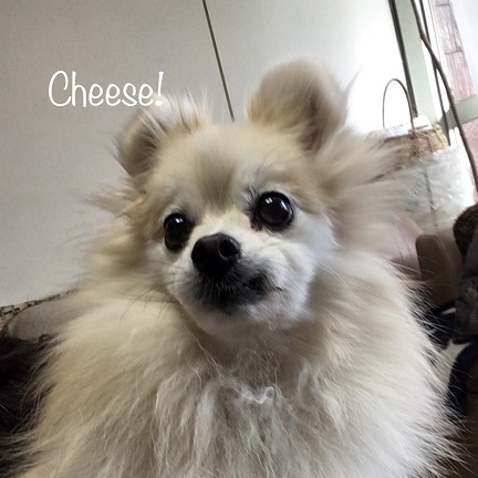Cheese Cheese
