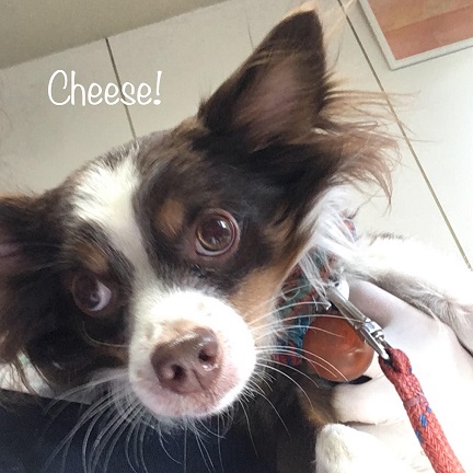 Cheese Cheese