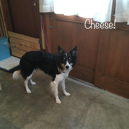 Cheese Cheese