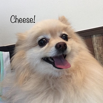 Cheese Cheese