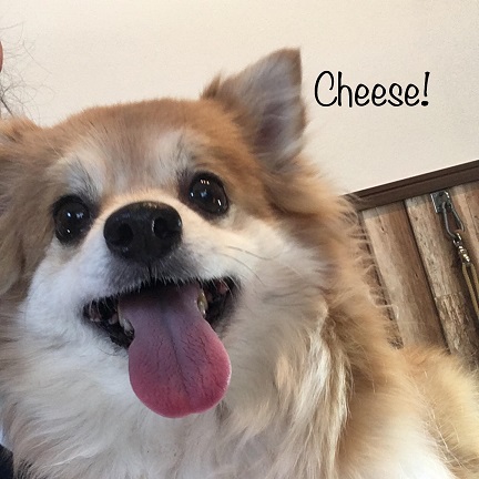 Cheese Cheese