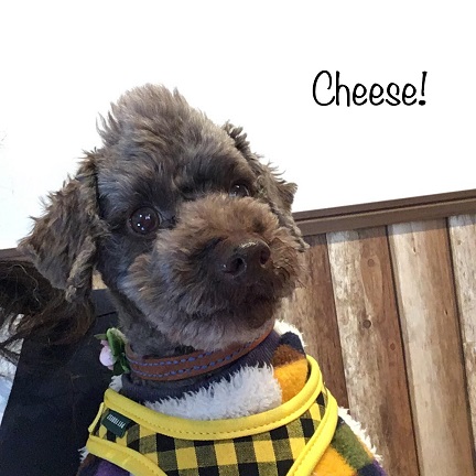 Cheese Cheese