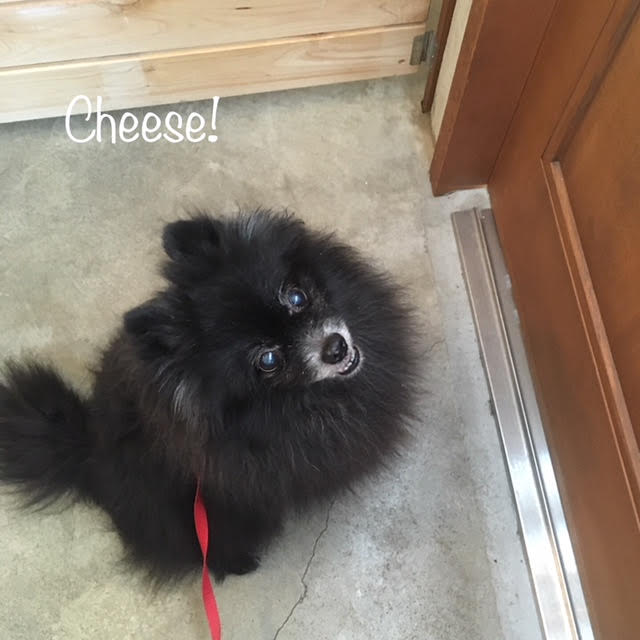 Cheese Cheese