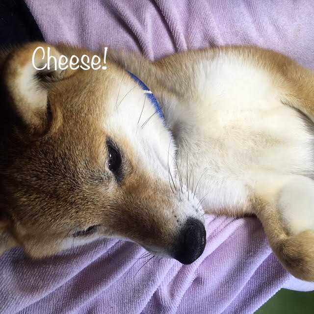 Cheese Cheese