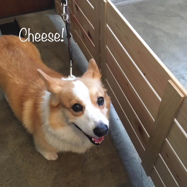 Cheese Cheese