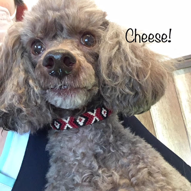 Cheese Cheese