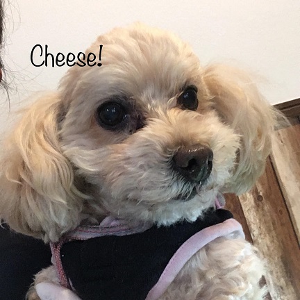 Cheese Cheese