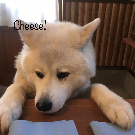 Cheese Cheese