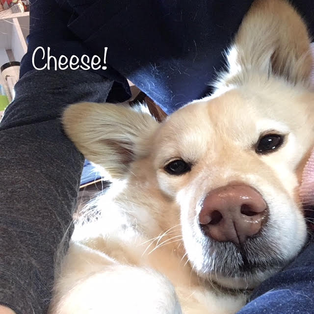 Cheese Cheese