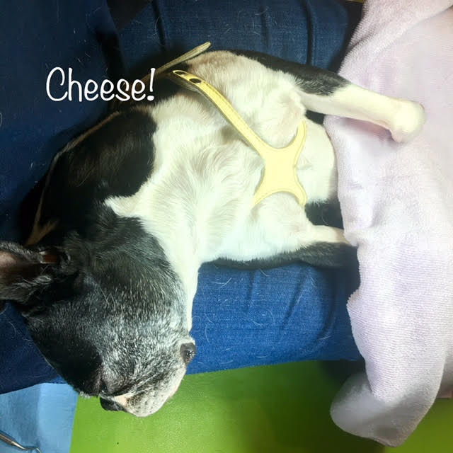 Cheese Cheese