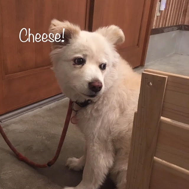 Cheese Cheese