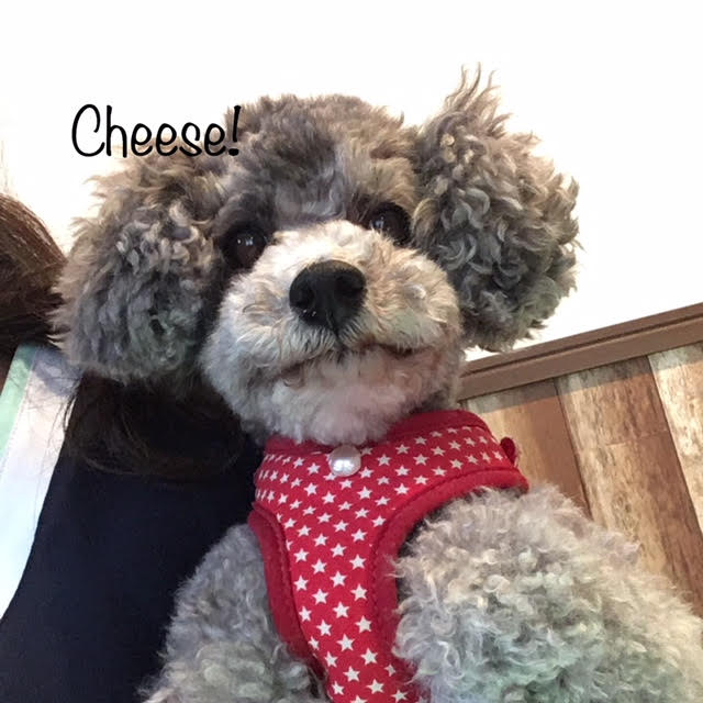 Cheese Cheese