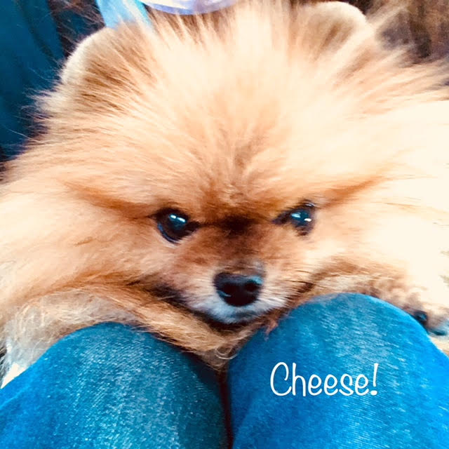 Cheese Cheese