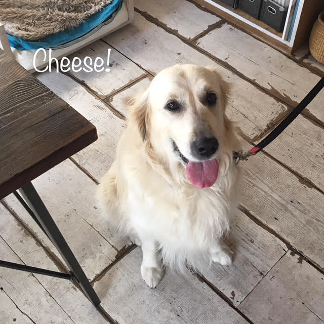 Cheese Cheese