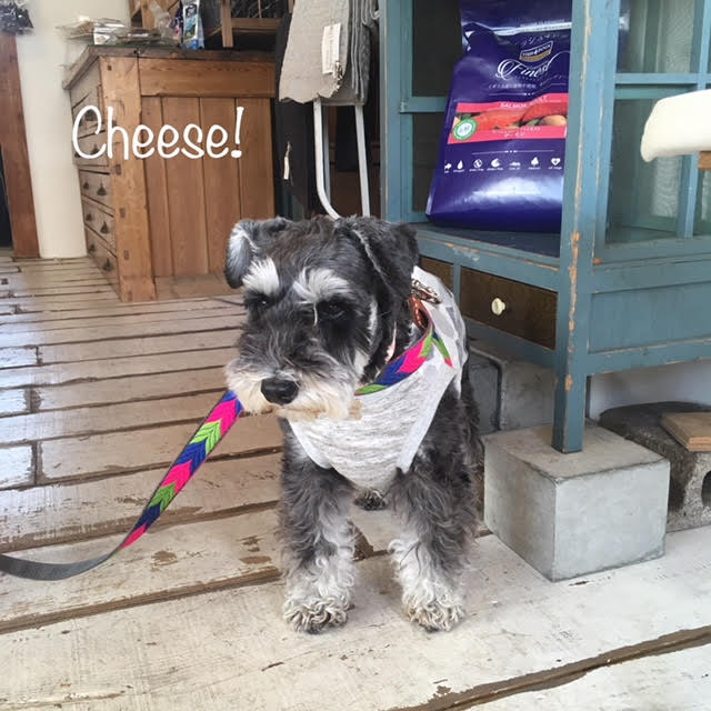 Cheese Cheese