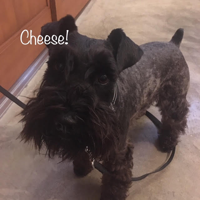 Cheese Cheese