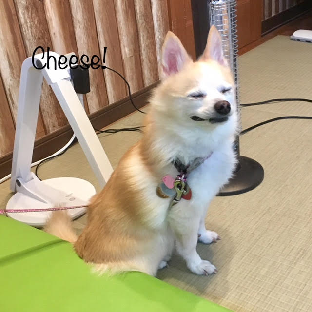 Cheese Cheese