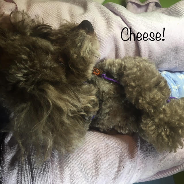 Cheese Cheese