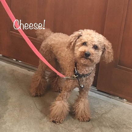 Cheese Cheese