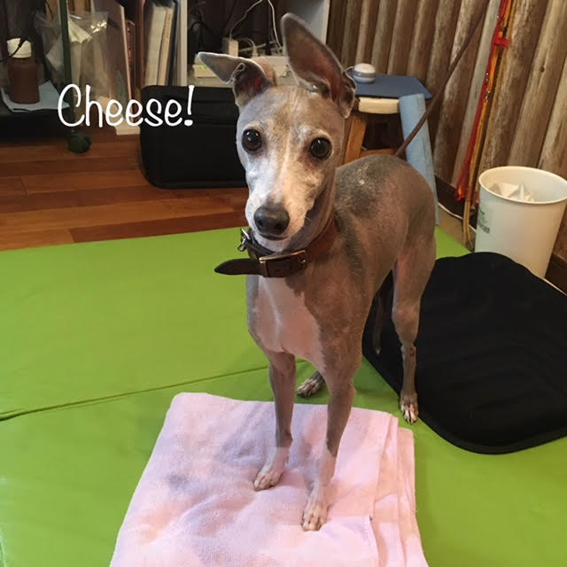 Cheese Cheese