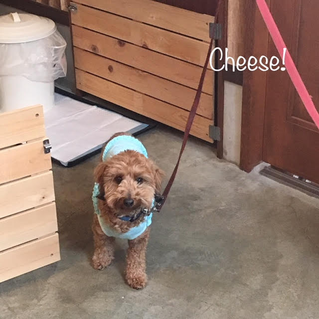 Cheese Cheese
