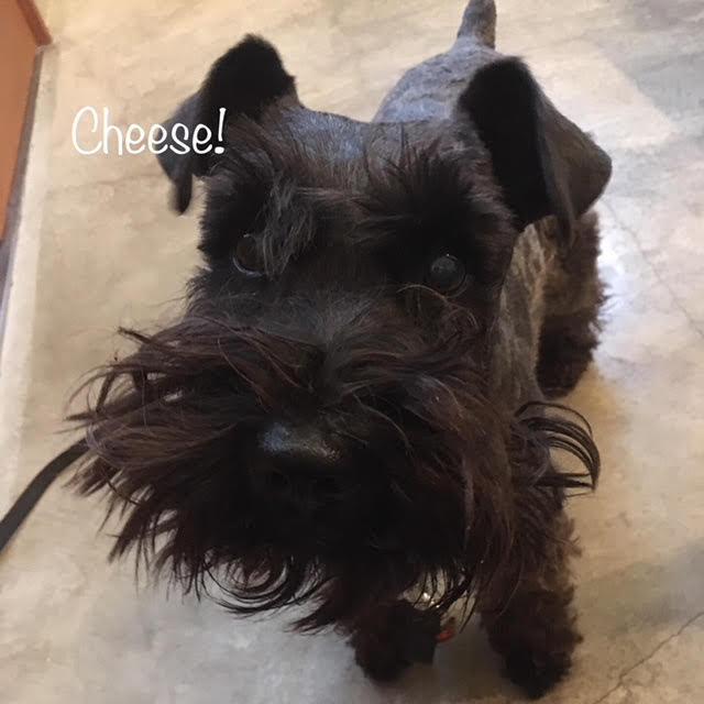 Cheese Cheese