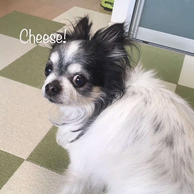 Cheese Cheese