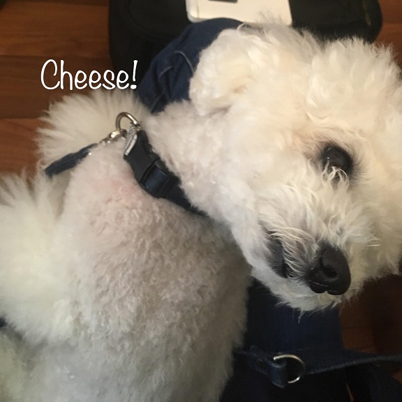 Cheese Cheese