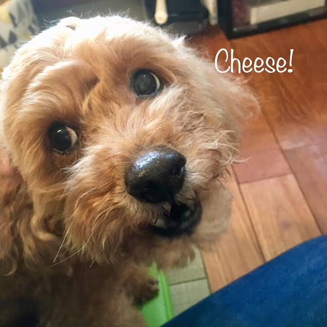 Cheese Cheese