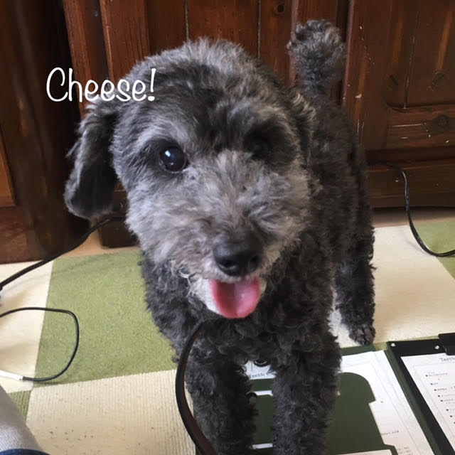 Cheese Cheese