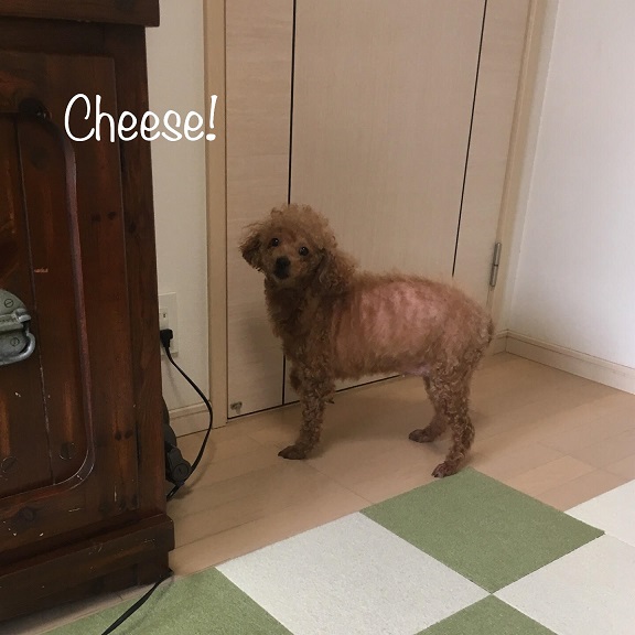 Cheese Cheese