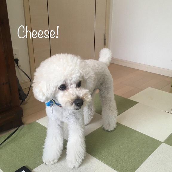 Cheese Cheese