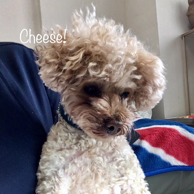 Cheese Cheese